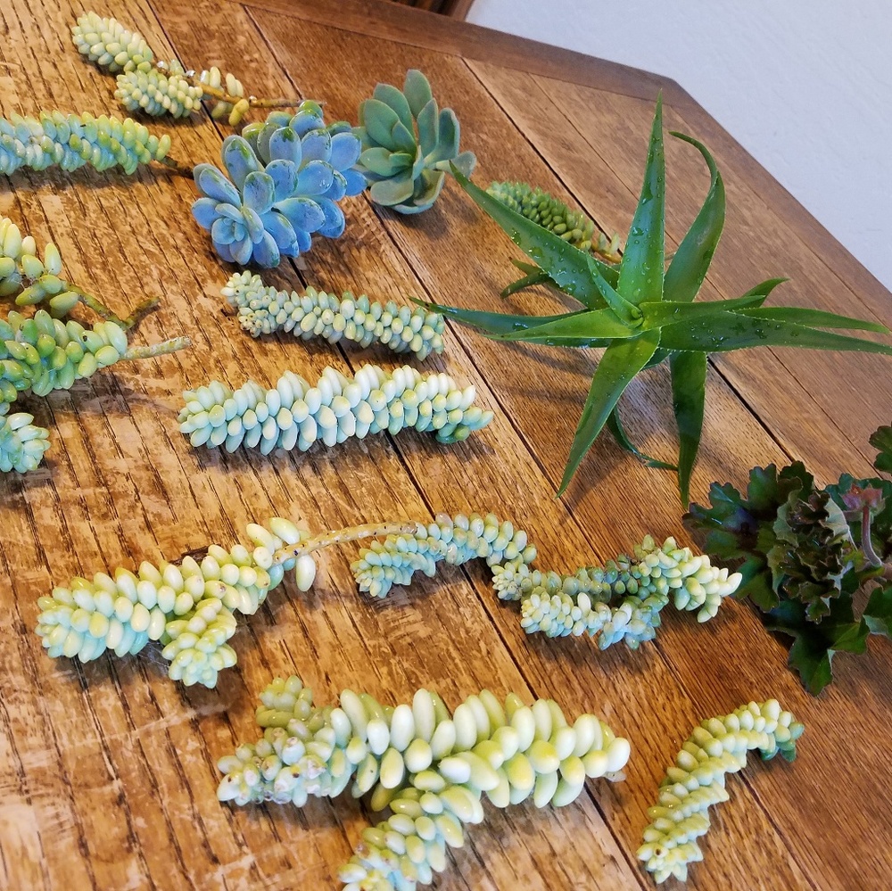 Varieties exotic  Premium   cuttings large  succul